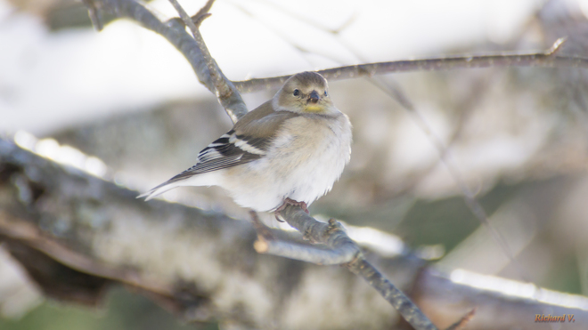 Chardonneret jaune en plumage hivernal Saint-Georges, QC