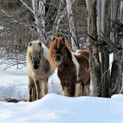 chevaux et neige