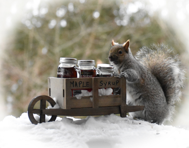 Squirrel sells Maple Syrup. Cobourg, ON