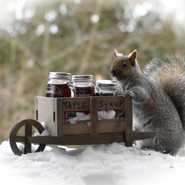 Squirrel sells Maple Syrup.