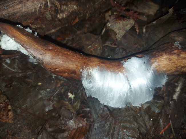 Fog ice hair growing on branches in Metchosin BC 1096 Derrien Pl, Victoria, BC V9C 3Y3, Canada