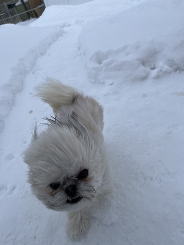 Fluffy Dog on a Windy Day Regina, Saskatchewan, CA