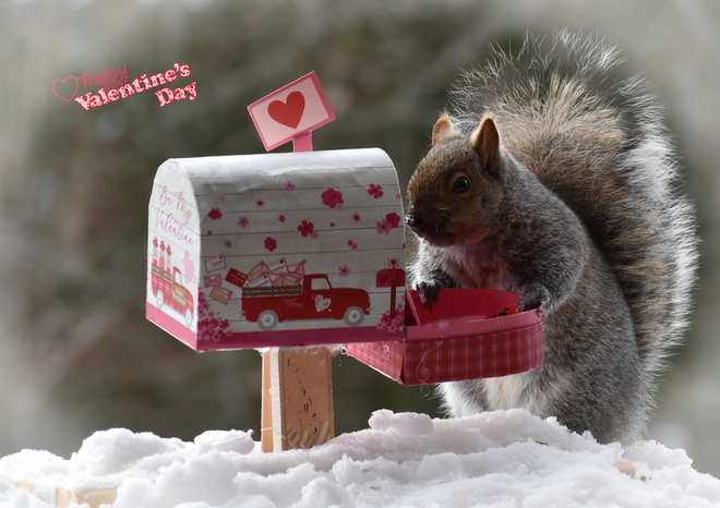 Early Valentine's card for squirrel. Cobourg, ON