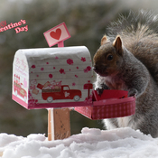 Early Valentine's card for squirrel.