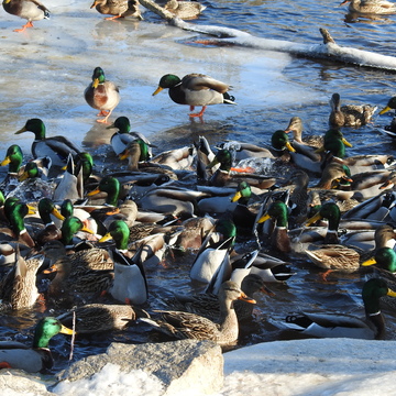 Mallard Ducks enjoying Lunch