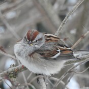 Chipping Sparrows in New Dundee
