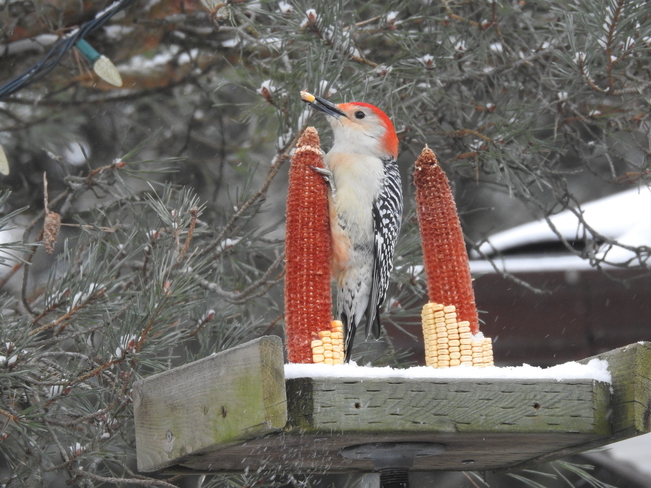 Red Bellied Woodpecker having lunch in New Dundee NEW DUNDEE