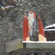 Red Bellied Woodpecker having lunch in New Dundee