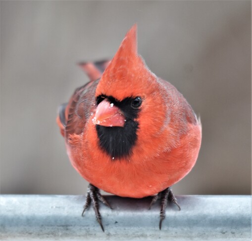 cardinal in my yard tilbury