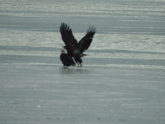 Eagles figure skating on ice Erieau, ON