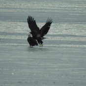 Eagles figure skating on ice