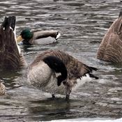 Duck Duck Geese!