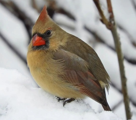 Female Northern Cardinal St. Catharines, ON