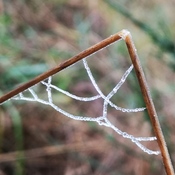 icey spider web