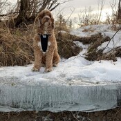 Labradoodle on Artistic Ice Shelf