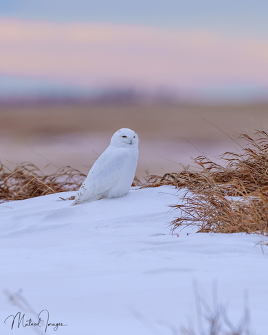 Mr. Snowy Owl Beiseker, Alberta, CA