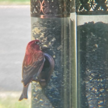 bird in feeder