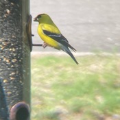bird in feeder