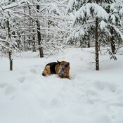 Mon gros loup dans la neige :)