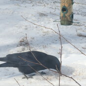 Le corbeau a faim