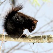 Écureuil Noir