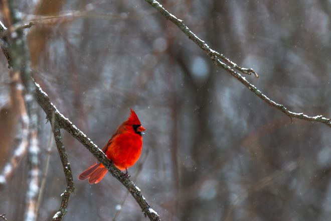 cardinal sous la neige