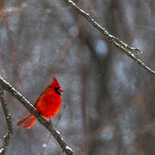 cardinal sous la neige