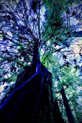Trees Magnificent Coquitlam, BC
