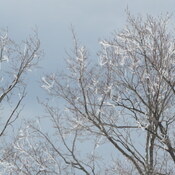 La neige décore les branches des arbres.
