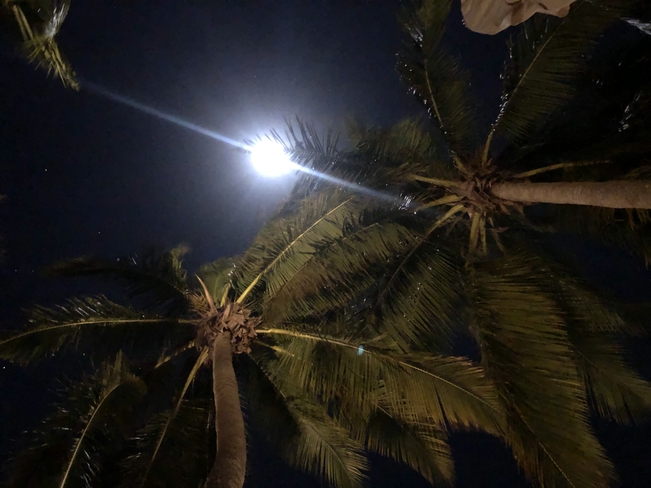 Palmiers sous la lune Photo, Zambezi, NA