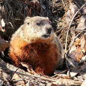 Marmotte (Parc De La Coulée)