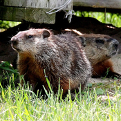 Marmotte (Parc De La Rivière)