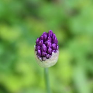 chive plant flower