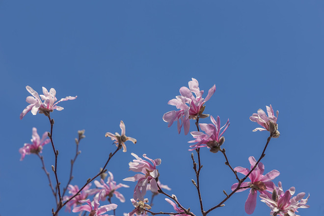 Le magnolia! Victoriaville, QC
