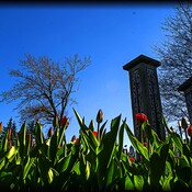 La première florissant des tulipes au Jardin Botanique de Montréal.