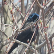 Captured this Grackle .