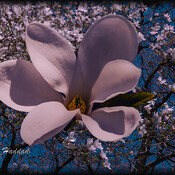 La florissant des Magnolias