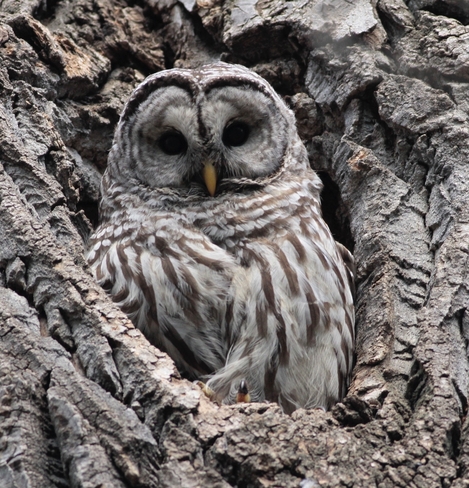 Female barred owl Edmonton, Alberta, CA