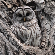 Female barred owl