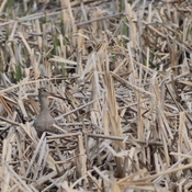 Hudsonian godwit