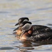 Red necked grebes