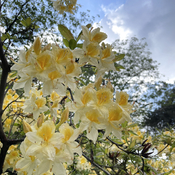 Yellow Rhododendron