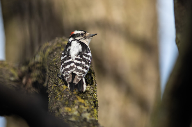 Downy Woodpecker North York, Toronto, ON