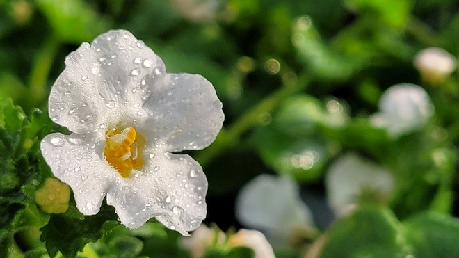 little white flowers Fredericton, NB