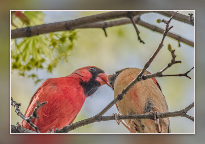 Spring Cardinals Toronto, Ontario | M4L 3R2