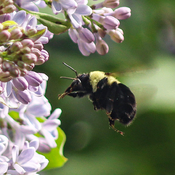 Buzz buzz, little bee