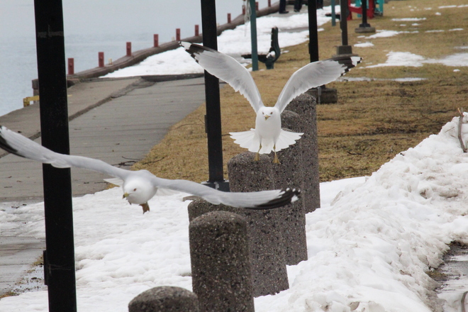 sea gulls Brockville, ON