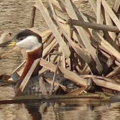 Red necked grebe