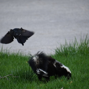 The Black Bird vs. Skunk.
