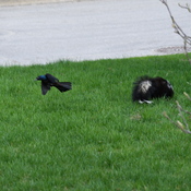 The Black Bird vs. Skunk.